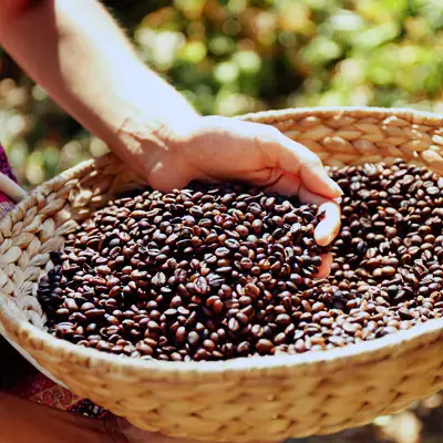 Manos seleccionando café