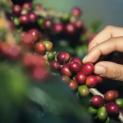 Recolección de granos de café