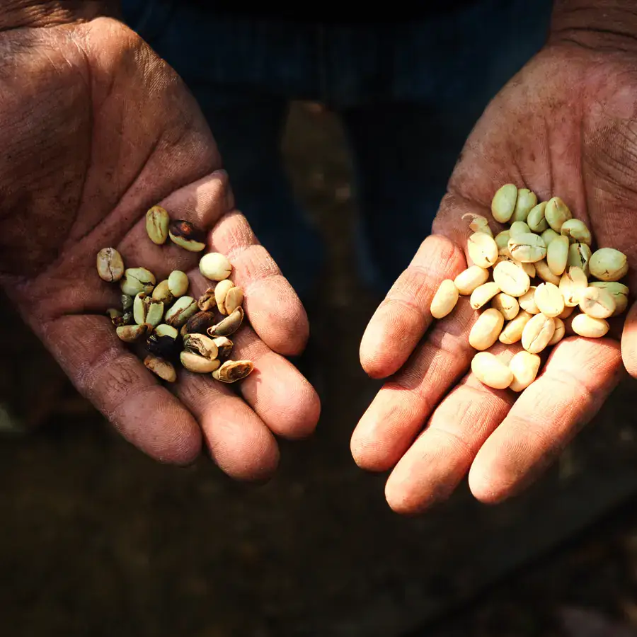 Manos mostrando granos café
